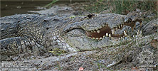 Morelet's Crocodile (Crocodylus moreletii), dpto. Petén.