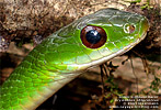 Green Highland Racer (Drymobius chloroticus), dpto. Alta Verapaz.