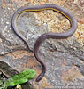 Rosebelly Earth Snake (Geophis rhodogaster), dpto. Sacatepéquez.