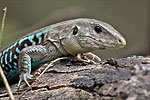 Female Rainbow Ameiva (Holcosus parvus), dpto. Sacatepéquez.