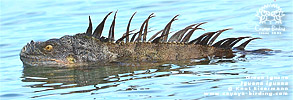 Green Iguana (Iguana iguana), male, dpto. Izabal.