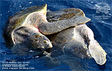 Olive Ridley Sea Turtle (Lepidochelys olivacea), Pacific Ocean off dpto. Escuintla.