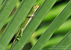 Neotropical Green Anole (Anolis biporcatus), dpto. Izabal.