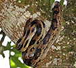 Middle American Gopher Snake (Pituophis lineaticollis gibsoni), dpto. Sacatepéquez.