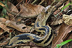 Middle American Gopher Snake (Pituophis lineaticollis gibsoni), dpto. Sacatepéquez.