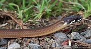 Godman's Graceful Brown Snake (Rhadinella godmani), dpto. Sacatepéquez.