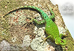 Guatemalan Rough Spiny Lizard (Sceloporus acanthinus), male, dpto. Suchitepéquez.