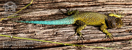 Guatemalan Emerald Spiny Lizard (Sceloporus taeniocnemis), male, dpto. Alta Verapaz.