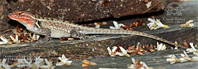 Teapen Rosebelly Lizard (Sceloporus teapensis), female, dpto. Petén.