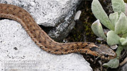 Highland Garter Snake (Thamnophis fulvus), dpto. Huehuetenango.