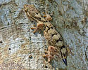 Turniptail Gecko(Thecadactylus rapicauda), dpto. Petén.