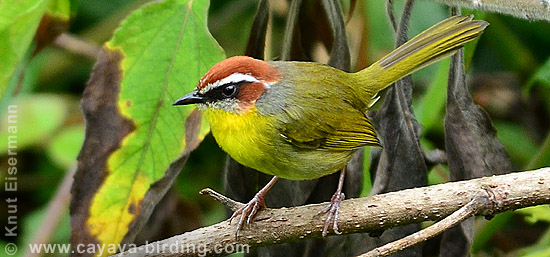 Rufous-capped Warbler