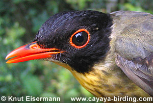 Spotted Nightingale-Thrush