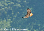 Rotschwanzbussard