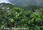 Kaffee-Plantage in Sanimtacá