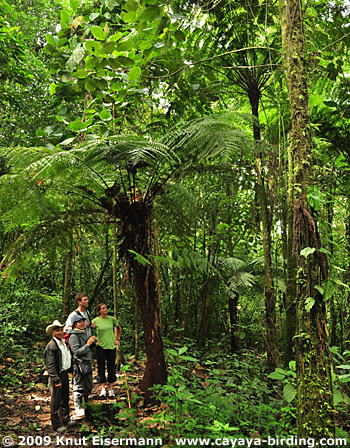 Forest of El Refugio del Quetzal, San Rafael Pie de la Cuesta