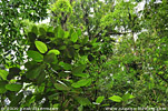 Nebelwald im Refugio del Quetzal, San Rafael Pie de la Cuesta