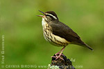 Hooded Grosbeak