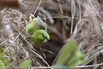 Katharinasittich (Bolborhynchus lineola) an einer Bambusrispe