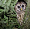 Gelbkauz, CAYAYA BIRDING Touren in Los Tarrales, CAYAYA BIRDING Touren in Los Tarrales