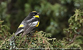 Schwarznacken-Waldsänger in Guatemala