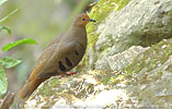 Weibchen des Mondetourtäubchens (Claravis mondetoura)