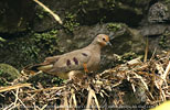 Weibchen des Mondetourtäubchens (Claravis mondetoura)