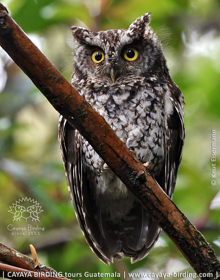 gray morph Bearded Screech-Owl