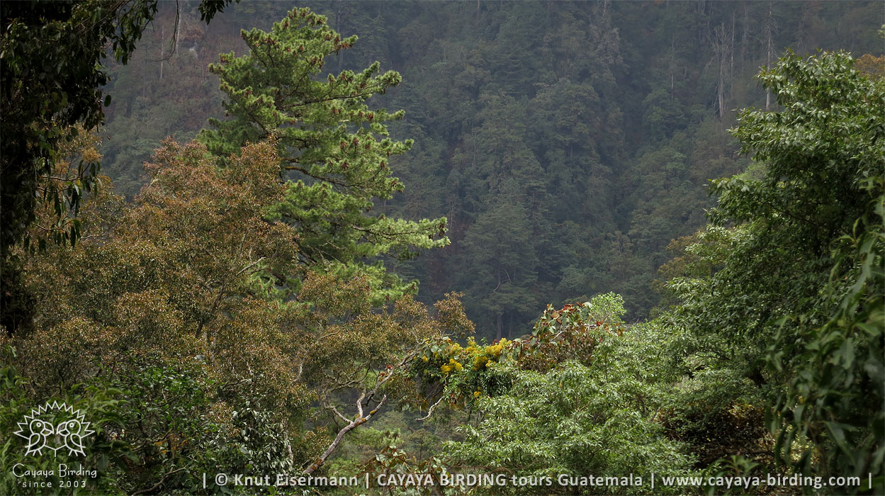 Lebensraum des Violettkron-Brillantkolibris in Guatemala