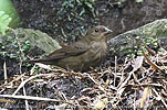 Weibchen der Schieferammertangare (Haplospiza rustica)