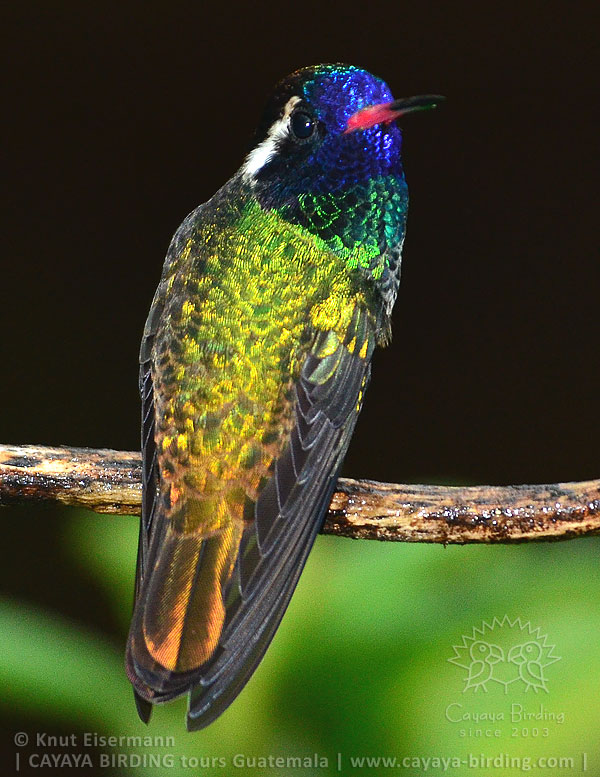 Purpurstirn-Saphirkolibri, CAYAYA BIRDING Tagestouren zur Vogelbeobachtung von Antigua und Guatemala Stadt