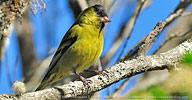 male Black-capped Siskin