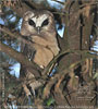 Ridgwaykauz Jungvogel