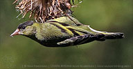 Black-capped Siskin