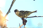 Jungvogel des Guatemalazeisigs in Guatemala