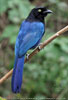 Altvogel des Hartlaubblauraben im Hochland von Guatemala