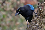 Altvogel des Hartlaubblauraben