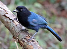 Jungvogel des Hartlaubblauraben in Guatemala