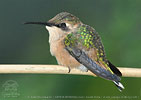 Scherenschwanz-Sternkolibri Jungvogel