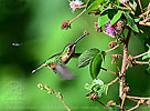 Scherenschwanz-Sternkolibri Weibchen