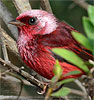 Rosenwaldsänger in Guatemala