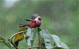 Rosenwaldsänger in Guatemala