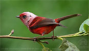 Rosenwaldsänger in Guatemala