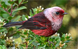 Rosenwaldsänger in Guatemala