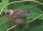 Jungvogel Pink-headed Warbler in Guatemala