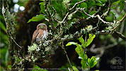 rotbrauner Jungvogel Guatemalazwergkauz