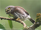 rufender Jungvogel des Guatemalazwergkauzes