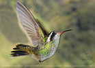 Jungvogel des Purpurstirn-Saphirkolibris