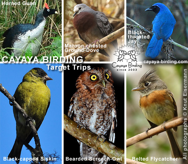 CAYAYA BIRDING Zielarten-Touren in Guatemala