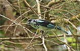 Cabanistangare, CAYAYA BIRDING Touren in Los Tarrales